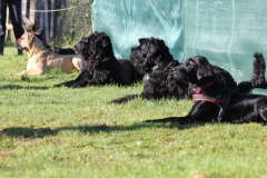 hundefuehrerschein